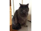 Adopt Bashful a Domestic Mediumhair / Mixed (medium coat) cat in Williamstown