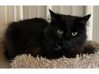 Adopt Elvira a Domestic Longhair / Mixed (long coat) cat in Williamstown