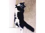 Adopt Musik a Black (Mostly) Domestic Longhair / Mixed (long coat) cat in Rancho