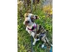 Adopt Kiwi a Brindle - with White American Pit Bull Terrier / Mixed dog in San