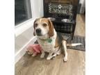 Adopt Bagel a Tricolor (Tan/Brown & Black & White) Beagle / Mixed dog in