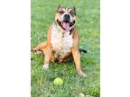 Adopt PEACHES a Boxer, Pit Bull Terrier