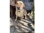 Adopt Jackson a Tan/Yellow/Fawn Labrador Retriever / Mixed dog in Harrington