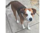 Adopt Patches a Brown/Chocolate - with White Boxer / Mixed Breed (Medium) /
