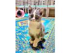 Adopt Eleanor a Gray or Blue Domestic Shorthair (short coat) cat in Plymouth