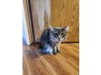 Adopt Fabulous Bob a Gray or Blue Manx / Mixed (long coat) cat in Salem