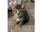 Adopt Brake fluid a Domestic Shorthair / Mixed (short coat) cat in Henderson