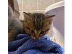 Adopt Dipstick a Domestic Shorthair / Mixed (short coat) cat in Henderson
