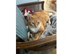 Adopt William a Orange or Red Tabby Tabby / Mixed (short coat) cat in