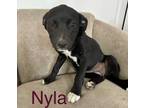 Adopt Nyla a Black - with White Labrador Retriever / American Staffordshire