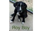 Adopt Roy Boy a Black - with White Labrador Retriever / American Staffordshire