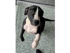 Adopt DJ a Pit Bull Terrier, Mixed Breed