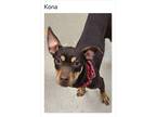 Adopt Kona a Brown/Chocolate - with White Boxer / American Pit Bull Terrier /