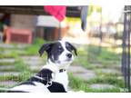 Adopt HOT DOG Puppies - 2 Boys a Black - with White Border Collie / Mixed dog in