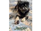 Adopt Jasper a Black - with Tan, Yellow or Fawn Pekingese / Mixed dog in Marne