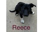 Adopt Reece a Black - with White Labrador Retriever / American Staffordshire