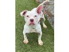 Adopt NESTER a Pit Bull Terrier, Mixed Breed