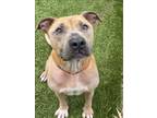 Adopt SKY a Pit Bull Terrier