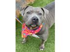 Adopt MECCA a Pit Bull Terrier