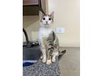 Adopt Sugar a Spotted Tabby/Leopard Spotted Egyptian Mau cat in Manchester
