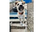 Adopt Copper a Tan/Yellow/Fawn - with Black Mixed Breed (Medium) / Mixed dog in