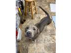 Adopt Winny a Labrador Retriever / Mixed dog in Darlington, SC (41482176)
