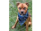 Adopt Joel a Labrador Retriever / Mixed dog in Darlington, SC (41482175)