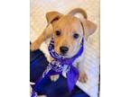 Adopt Whiskey a Tan/Yellow/Fawn Pit Bull Terrier / Shepherd (Unknown Type) dog