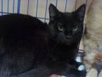 Adopt Halloween Black a All Black Domestic Shorthair / Mixed (short coat) cat in