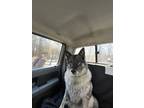 Adopt Paulo a Black - with Gray or Silver Norwegian Elkhound / Mixed dog in