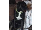 Adopt Koi a Black - with White Boxer / Mixed dog in El Dorado Springs
