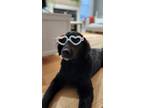 Adopt Beera a Black Bernese Mountain Dog / Golden Retriever / Mixed dog in