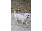 Adopt Betty Boop a White Poodle (Miniature) / Mixed dog in San Diego