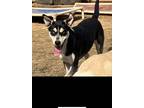 Adopt Kelisha a Black - with Tan, Yellow or Fawn Husky / Mixed dog in Groton