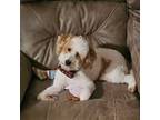 Adopt Archie a White - with Tan, Yellow or Fawn Goldendoodle / Mixed dog in