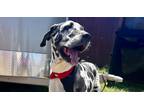 Adopt Keke a Great Dane / Mixed dog in Dallas, TX (41485068)