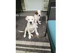 Adopt Pup 2 a Tan/Yellow/Fawn - with White Mutt / Mixed dog in Jonesboro