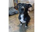Adopt Maka a Black Pit Bull Terrier / American Staffordshire Terrier dog in
