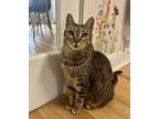 Adopt Tita a Domestic Shorthair / Mixed cat in Whitestone, NY (41484931)