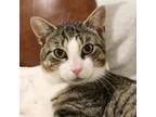 Adopt Chief a Domestic Shorthair / Mixed cat in Whitestone, NY (41484926)