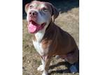 Adopt Murphy a Brown/Chocolate - with White Labrador Retriever / Boxer dog in