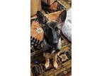 Adopt Lacey a Gray/Blue/Silver/Salt & Pepper German Shepherd Dog / Mixed dog in