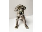 Adopt Macaron a Catahoula Leopard Dog / Mixed Breed (Medium) dog in Amesbury