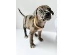 Adopt Cookie a Catahoula Leopard Dog / Mixed Breed (Medium) dog in Amesbury