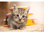 Adopt Amelia Bedilia #15339 a Tiger Striped Tabby (short coat) cat in Monroe