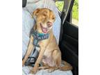 Adopt Bentley a Tan/Yellow/Fawn Labrador Retriever / Boxer / Mixed dog in