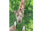 Adopt Ginger a Brown/Chocolate - with Tan Catahoula Leopard Dog / Mixed dog in