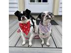 Adopt Cici - Bonded Pair a Shih Tzu / Mixed dog in Grand Rapids, MI (41484950)