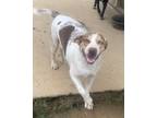 Adopt Gavin a Merle Catahoula Leopard Dog / Mixed dog in Groton, MA (41484944)