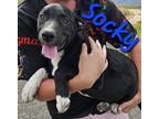Adopt Socky a Black - with White Labrador Retriever / Pit Bull Terrier dog in
